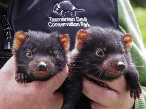 a pair of Tasmanian Devil Joeys being held