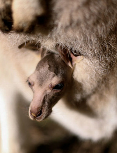 Kangaroo Joey peering out of pouch