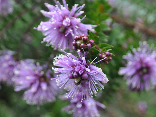 Melaleuca flower
