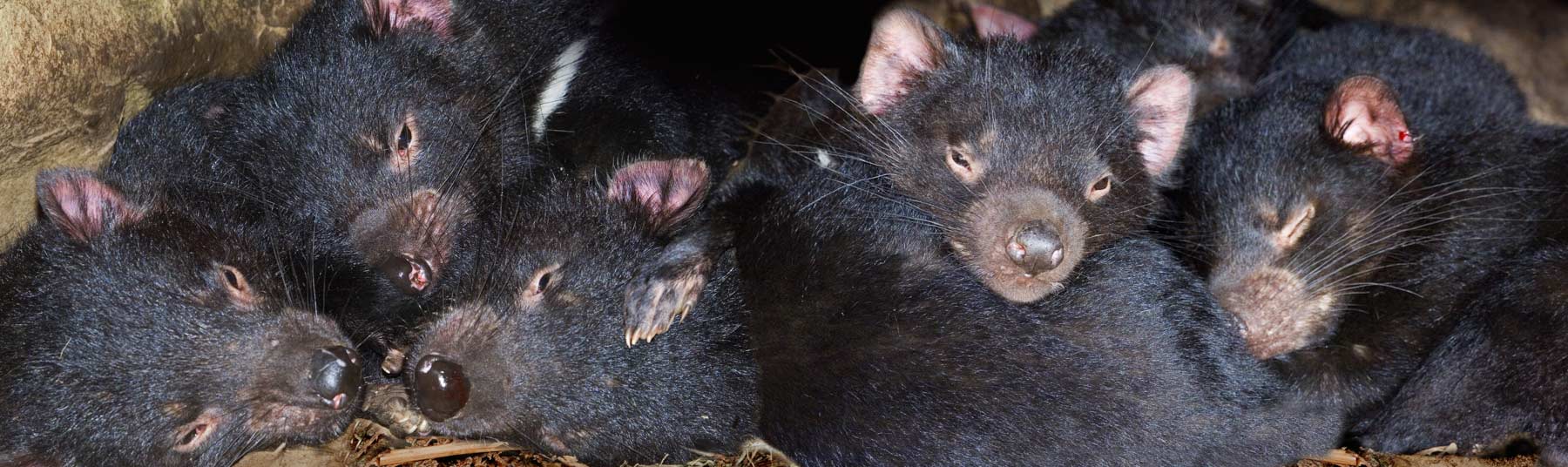 Tasmanian devils prove quick adaptors in bid for survival