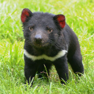 lone tasmanian devil