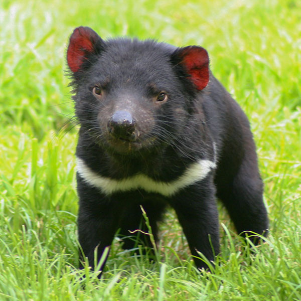 Saving the Tasmanian devil: if not by selective culling, then how?