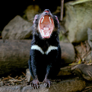 tasmanian devil yawning