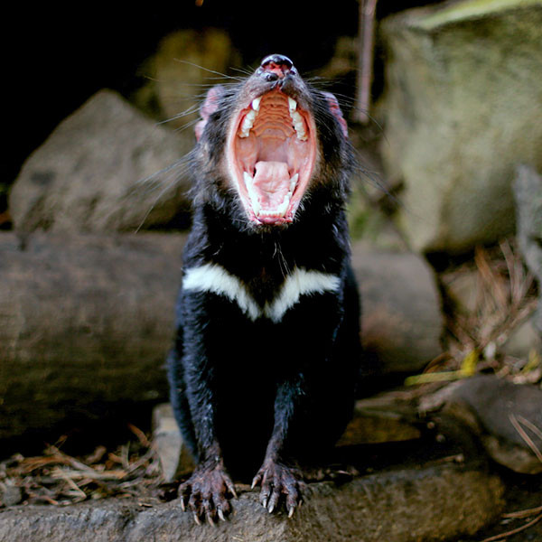 Tasmanian Devil Facts & Information - Monarto Safari Park